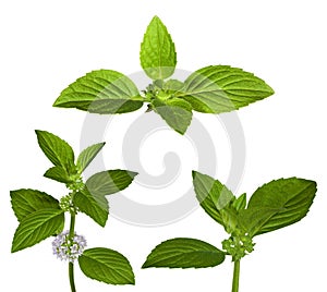 Set of green mint leaves