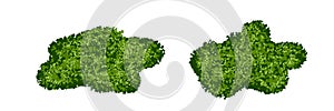 Set of green moss bushes or forest lichen with realistic texture isolated on white background