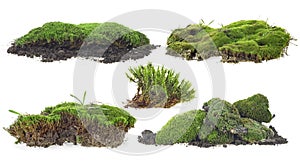 Set of green moss isolated on white background