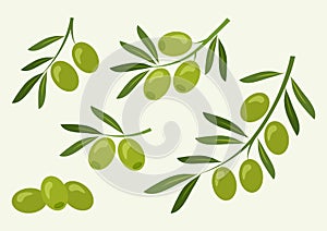 Set of green olive, branch olives. Vector