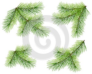 Set green pine branch isolated on white. Lush fluffy fir Christmas tree twig