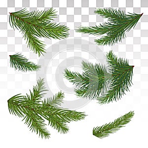 Set of green pine branches. Isolated. Christmas. Decor. The Christmas tree. Vector illustration. Eps 10.