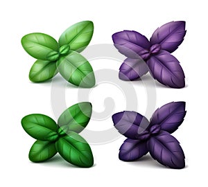 Set of Green Red Purple Basil Leaves on Background