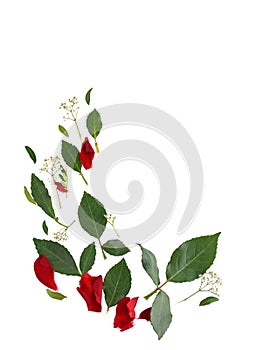 Set of Green rose leaves isolated on white background