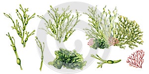 Set of green sea plant watercolor illustration isolated on white background. Ascophyllum, kelp, herb seaweed hand drawn