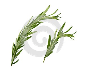 Set of green sprigs of fresh rosemary leaves isolated