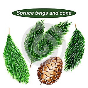 Set with green spruce twigs and spruce cone.Watercolor hand drawn illustration