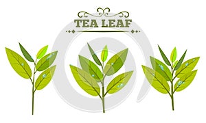 Set of green tea leaves isolated on a white background. Tea leaf with water drop or dew. Flat Vector illustration.