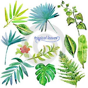 Set of green tropical watercolor leaves and plants.