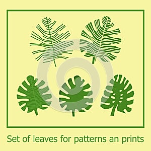 Set of green vector monstera leaves. Tropical exotic leaves for patterns, designs, templates.