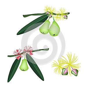 Set of Green Water Apple on White Background