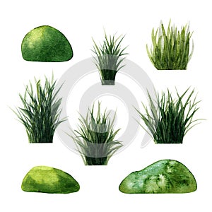 Set of  green watercolor marsh  tuft of grass reed, cattail, tussocks. Illustration isolated  on white