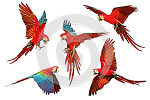 Set of Green-Wing Macaw parrots flying isolated on white background.
