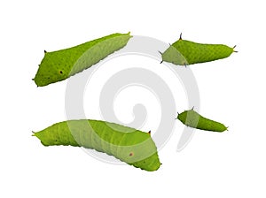 Set of green worm isolate on white background