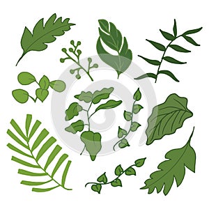 Set of greenery leaf illustration on white background. beautiful leaf icon. green leaf wedding ornament. hand drawn vector. doodle