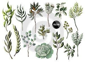 Set of greenery leaves herb and succulent in watercolor style. Eucalyptus, magnolia, fern and other vector illustration.