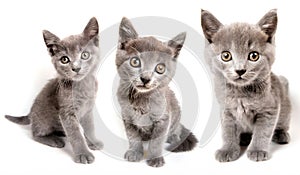 A set of grey kittens isolated on white background