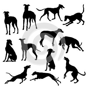 Set of Greyhound Dog Silhouette vector Illustration Eps10