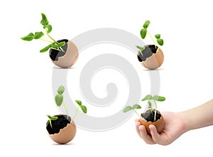 Set of growing sprouts in egg shell in child hands. Seed germination. Child hand holding a sprout in egg with soil isolated on whi