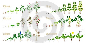 Set of growth cycles of agricultural crops on a white.