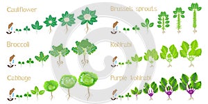 Set of growth cycles of cabbage on a white background.