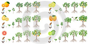 Set of growth cycles of citrus trees on a white background. photo