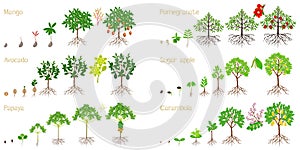 Set of growth cycles of exotic plants on a white background.