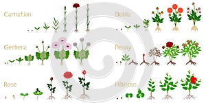 Set of growth cycles of flowers on a white background.