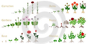 Set of growth cycles of flowers on a white background. photo