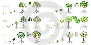 Set of growth cycles of fruit trees with roots on a white background.