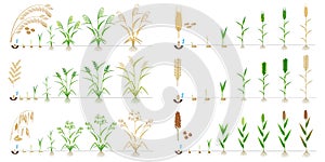 Set of growth cycles of grain crop on a white background.