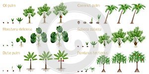 Set of growth cycles of palm trees on a white background.