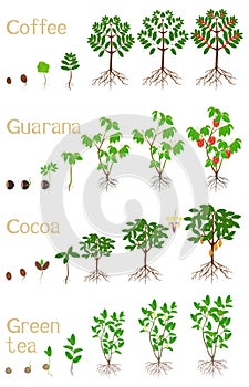 Set of growth cycles of plants drinks on a white background.