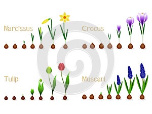 Set of growth cycles of spring flowers on a white background.