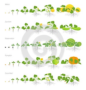 Set of growth stages cucurbitaceae plants. Pumpkin melon and watermelon zucchini or courgette and cucumber plant. Life photo