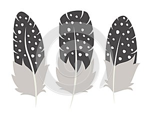 Set of guinea fowl feathers in flat style.