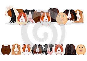 Set of guinea pigs group and border