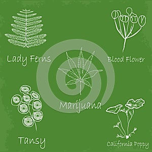 Set of hand draw medicinal herbs.