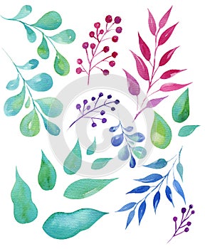 Set hand draw watercolor leaves, illusration, sketch, green color, blue color, purple color herbal ornament