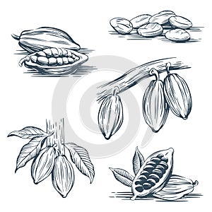 Set of hand drawing cocoa beans