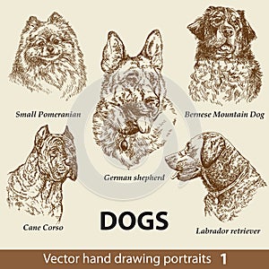 Set of hand drawing dogs 1 photo