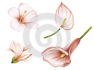 Set of hand drawing soft pink-beige flowers hibiscus, anthurium, zantedeschia and alstroemeria on white background.