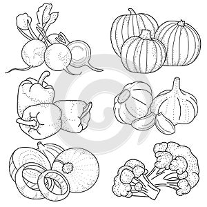 Set of hand drawing vegetables; doodle vegetables.