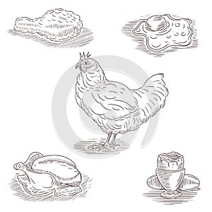 Set of hand drawings on Chicken theme.