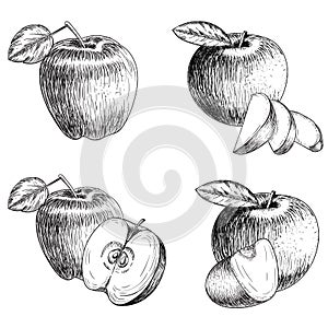 Set of hand drawn apple. Vintage sketch style illustration.