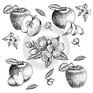 Set of hand drawn apple. Vintage sketch style illustration. Organic eco food. Whole , sliced pieces half,leaves and