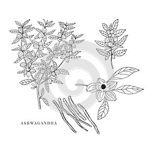 Set of hand drawn Ashwagandha branches