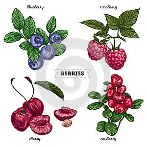 Set of hand drawn berries isolated on white background. Raspberry, blueberry, cherry, cowberry on white background. Fruit botany photo