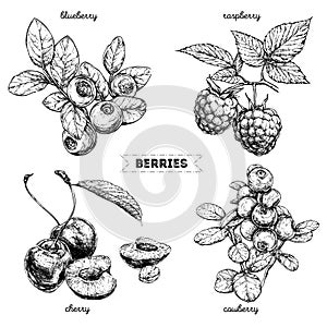 Set of hand drawn berries isolated on white background. Raspberry, blueberry, cherry, cowberry on white background.