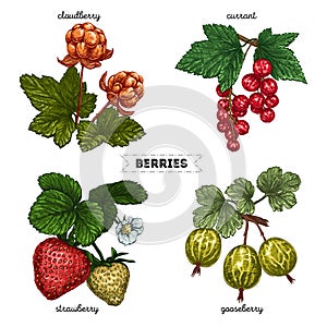 Set of hand drawn berries isolated on white background. Raspberry, blueberry, cherry, cowberry on white background. Fruit botany